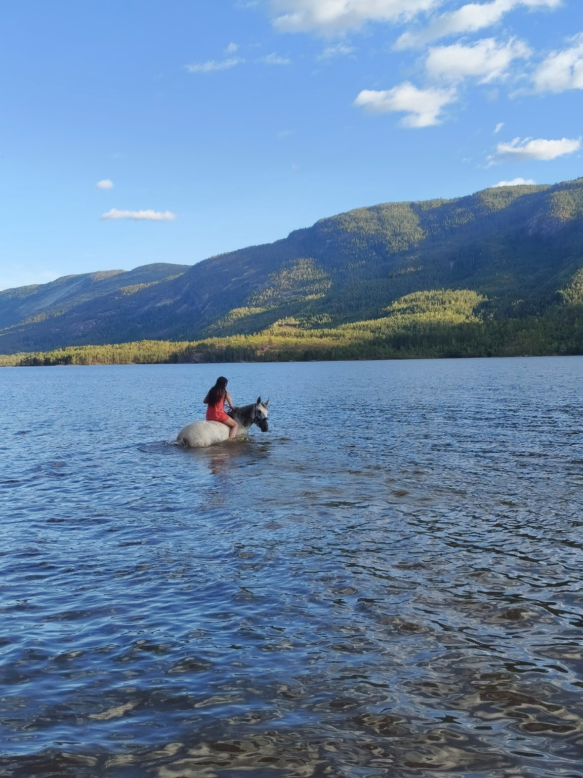 A horse swimming in the lake